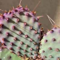 opuntia santa rita cactus 