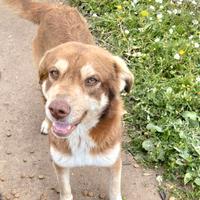 Dolcissimi cagnolini