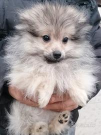 Volpino pomerania
