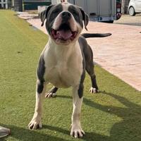 Amstaff Blue ( per accoppiamento) Monte