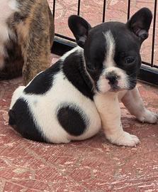 Bouledogue bulldog francese