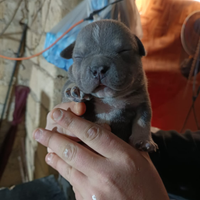 American bulli pocket