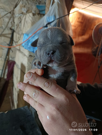 American bulli pocket