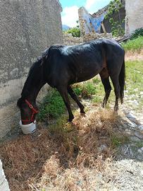 Cavalla
