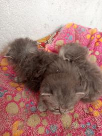 Gatti-gattini-cuccioli-persiani