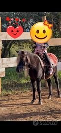Pony
