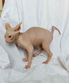 Gattino don sphynx nudissimo