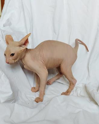 Gattino don sphynx nudissimo