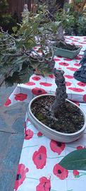 bonsai