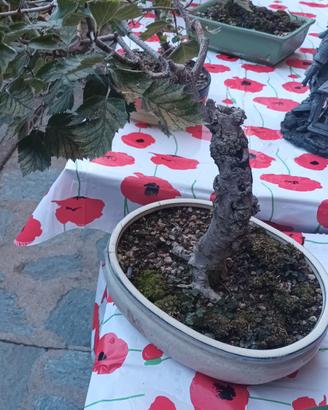 bonsai