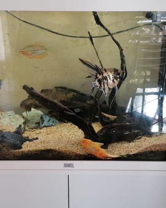 ACQUARIO RIO 125 LT + PESCI+MOBILETTO+ACCESSORI