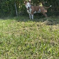 Amstaff maschio per monta