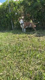 Amstaff maschio per monta