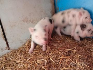 Maialini nani vietnamita