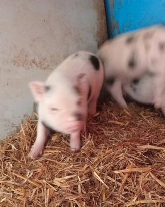 Maialini nani vietnamita