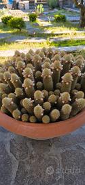 pianta grassa  Sedum