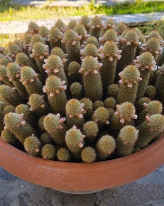 pianta grassa  Sedum