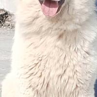 Pastore abruzzese maremmano