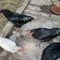 Galletto australorp 5 mesi