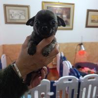 Chihuahua femmina