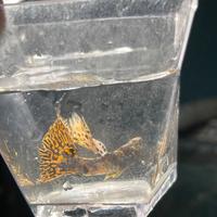 Guppy show da esposizione