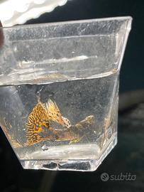 Guppy show da esposizione