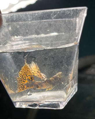 Guppy show da esposizione