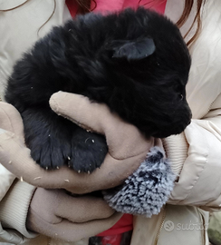 Cuccioli pastore tedesco a pelo lungo Pedigree