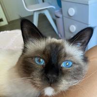 Gatti Sacro di Birmania