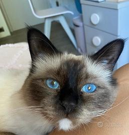 Gatti Sacro di Birmania