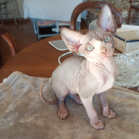 Cucciolo puro Sphynx