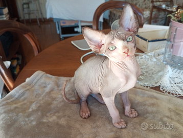 Cucciolo puro Sphynx