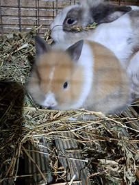 Conigli nani testa di leone