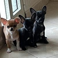 Cuccioli di chihuahua