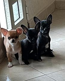 Cuccioli di chihuahua