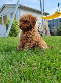 Barboncina toy con pedigree Enci