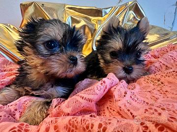 Cuccioli di Yorkshire