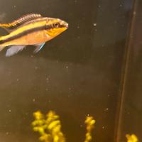 Pelvica cromis pulcher