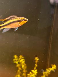 Pelvica cromis pulcher