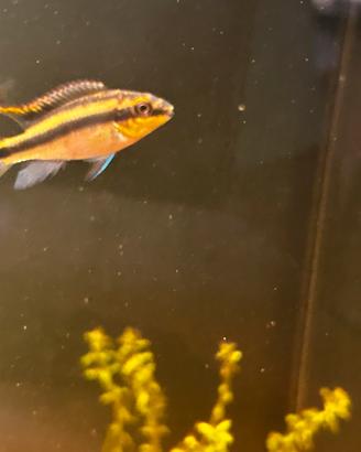 Pelvica cromis pulcher