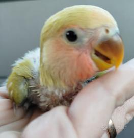 Inseparabili allevati a mano