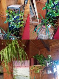 20 piante da appartamento 