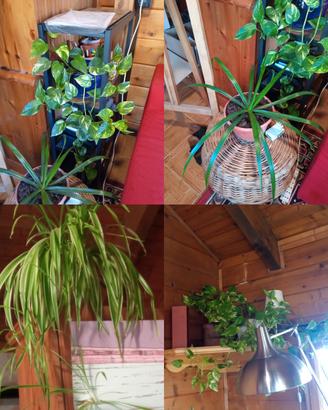 20 piante da appartamento 