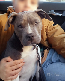 Cucciolo Amstaff Blue pedigree ENCI