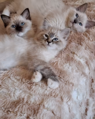 Ragdoll con Pedigree