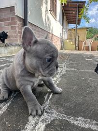 Bulldog francese