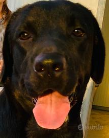 Labrador Retriever femmina