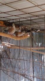 Tortore australiane dal ciuffo