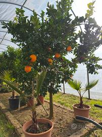 alberi di Arancio