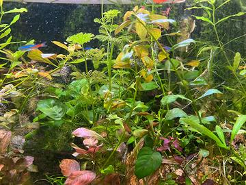 Piante per acquario